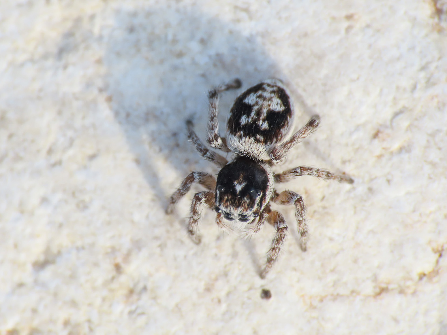 Salticidae da identificare:  - Scerne di Pineto (TE)