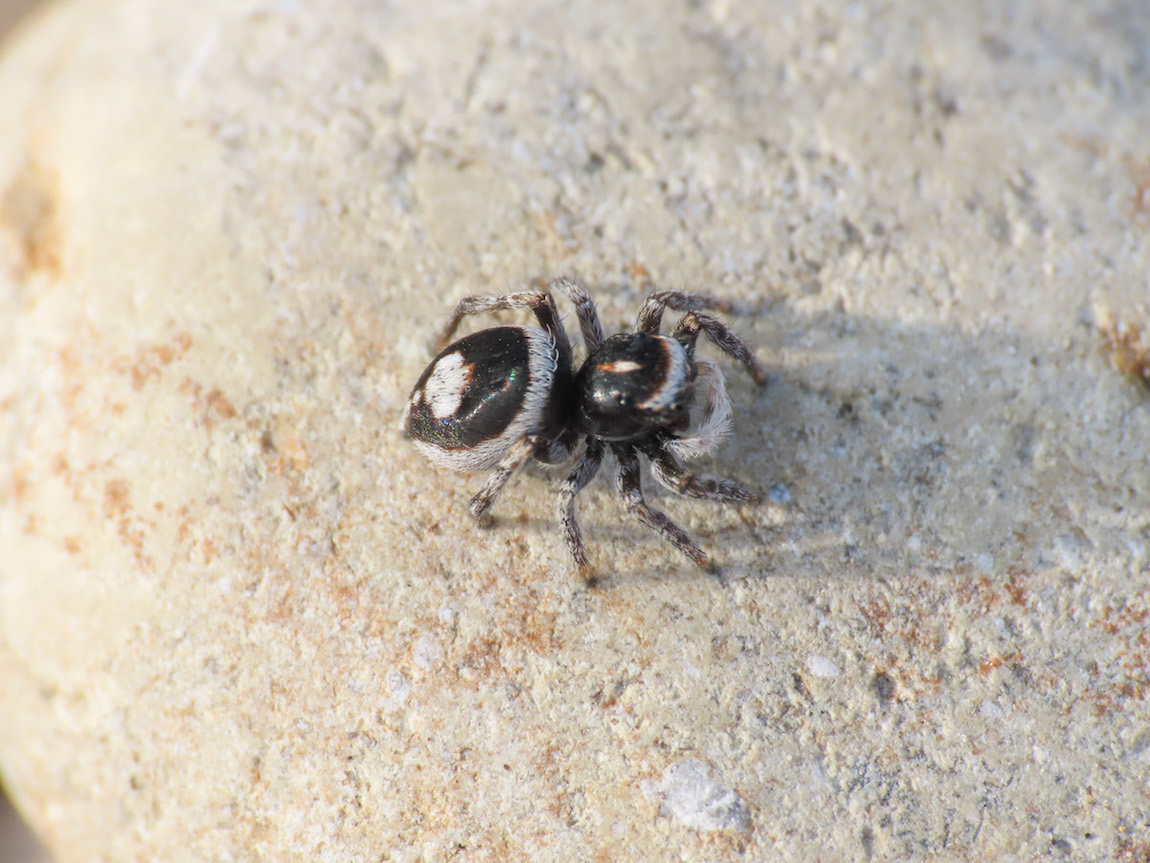 Salticidae da identificare:  - Scerne di Pineto (TE)