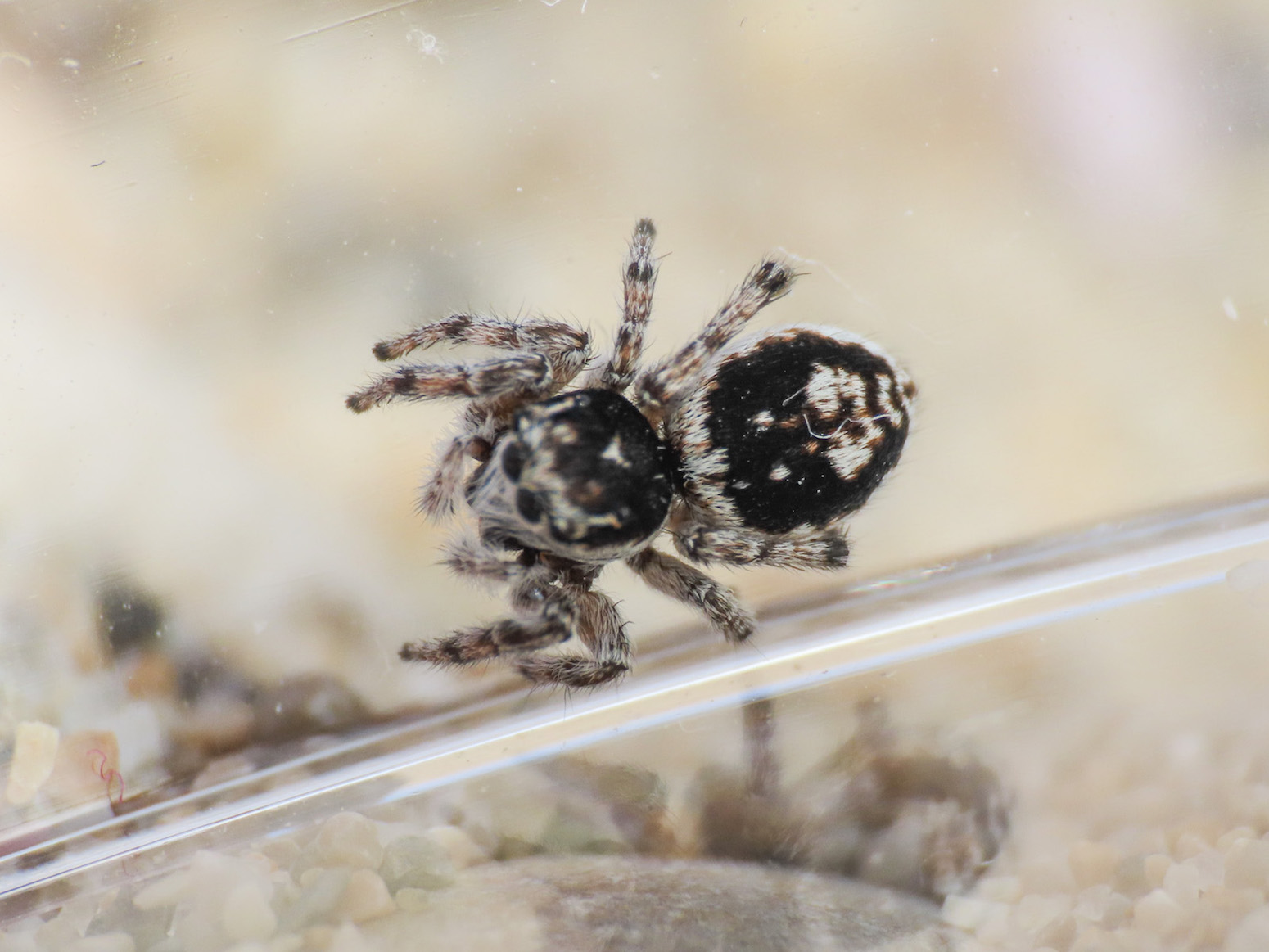 Salticidae da identificare:  - Scerne di Pineto (TE)