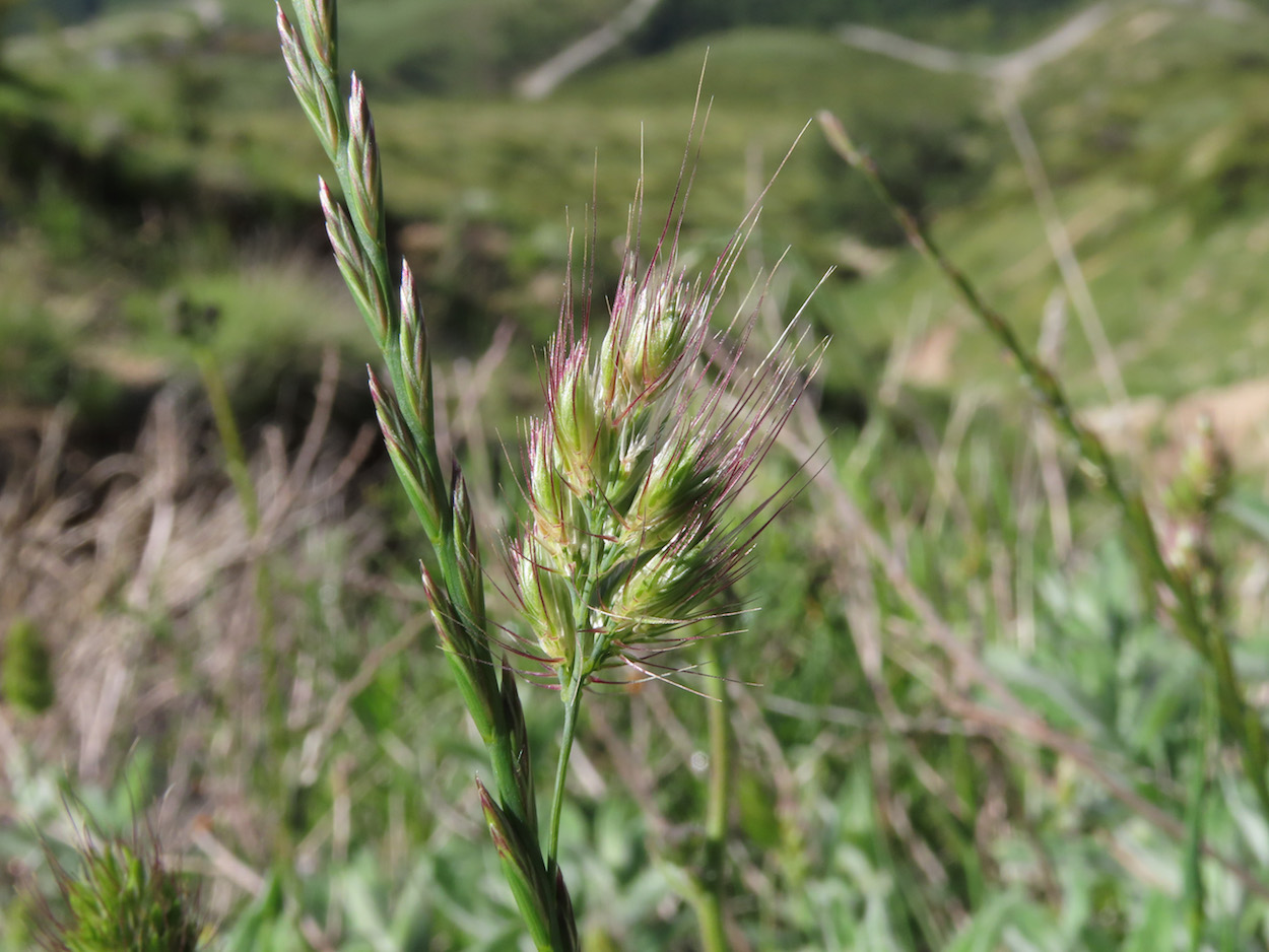 Poaceae: Cynosurus echinatus