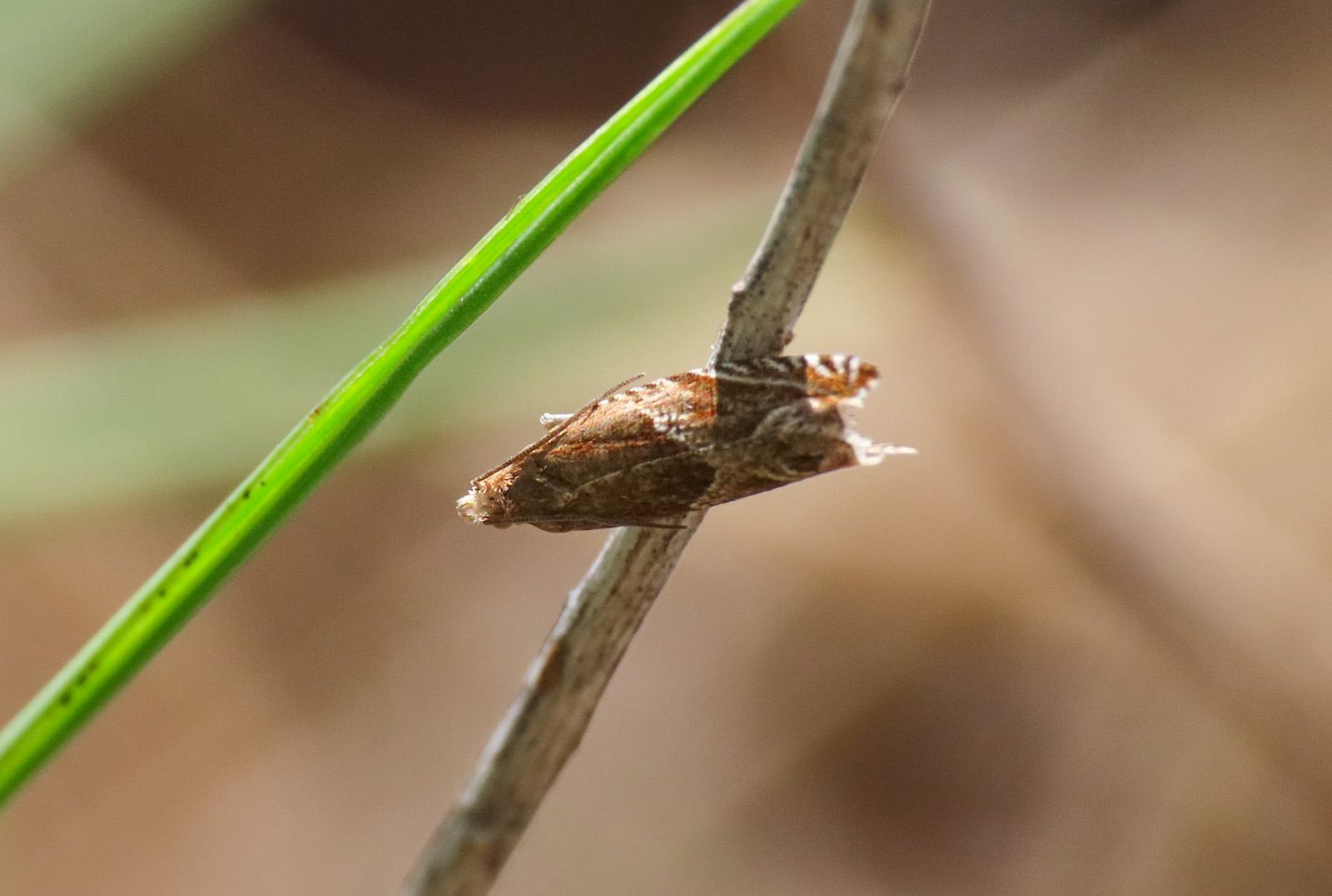 Ancylis? S, Ancylis obtusana