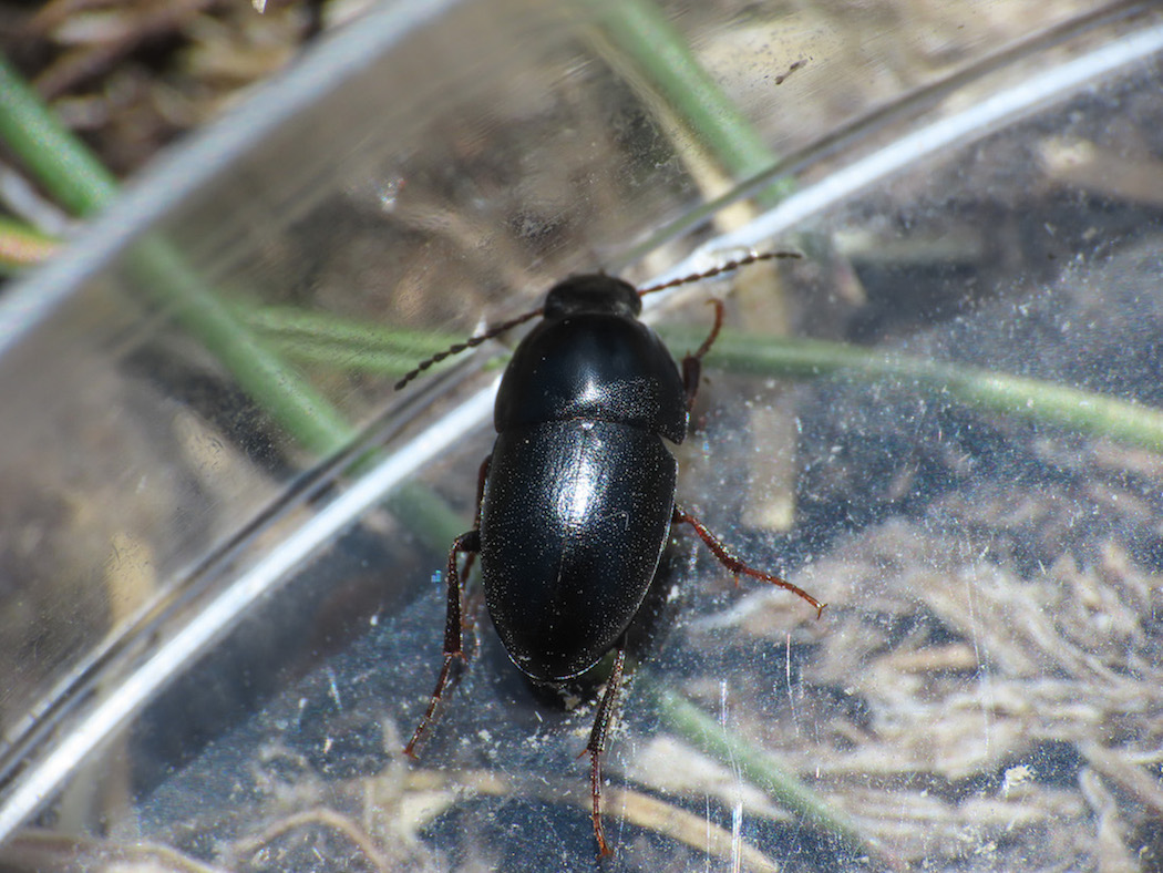 Tenebrionidae: Crypticus quisquilius aprutianus