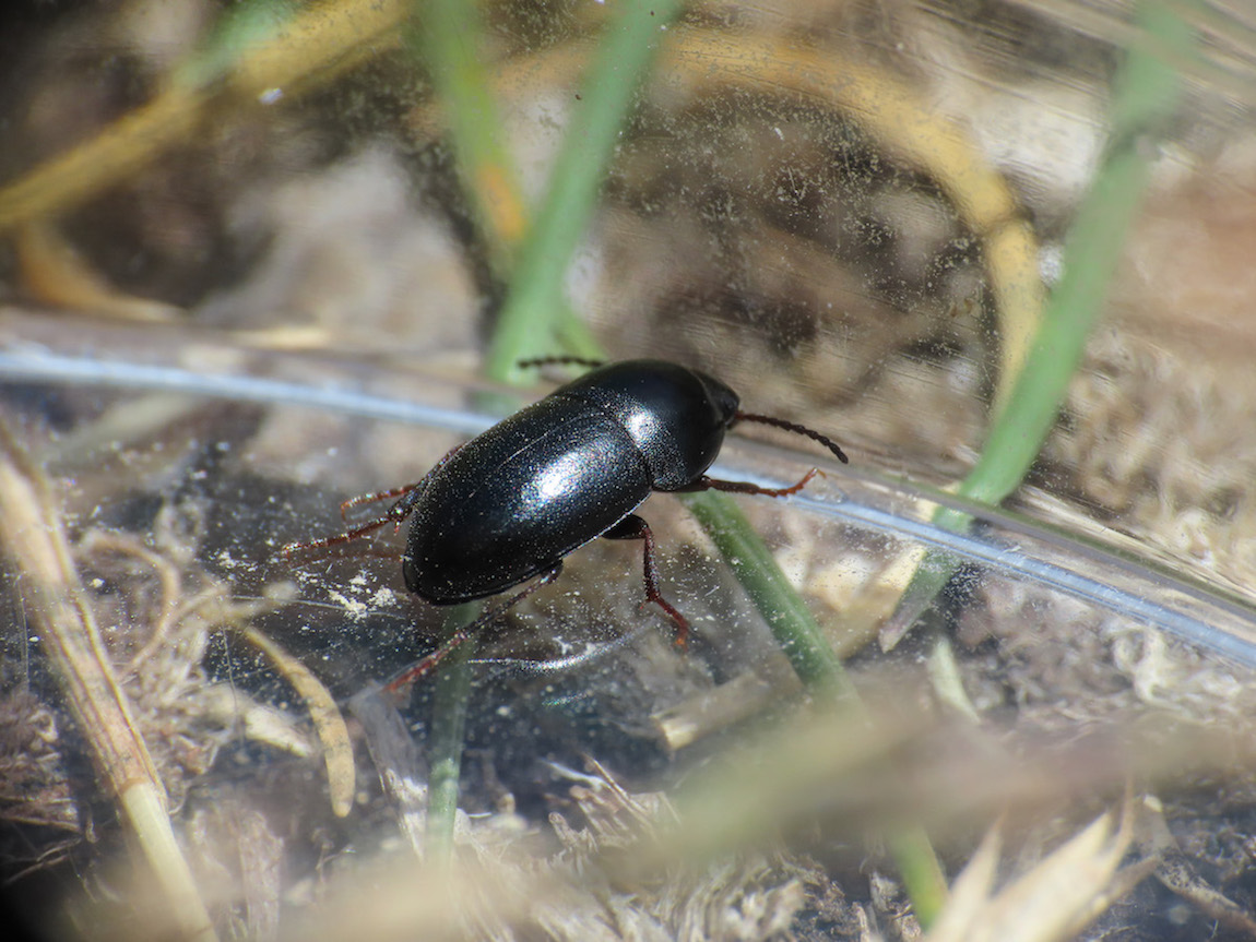 Tenebrionidae: Crypticus quisquilius aprutianus