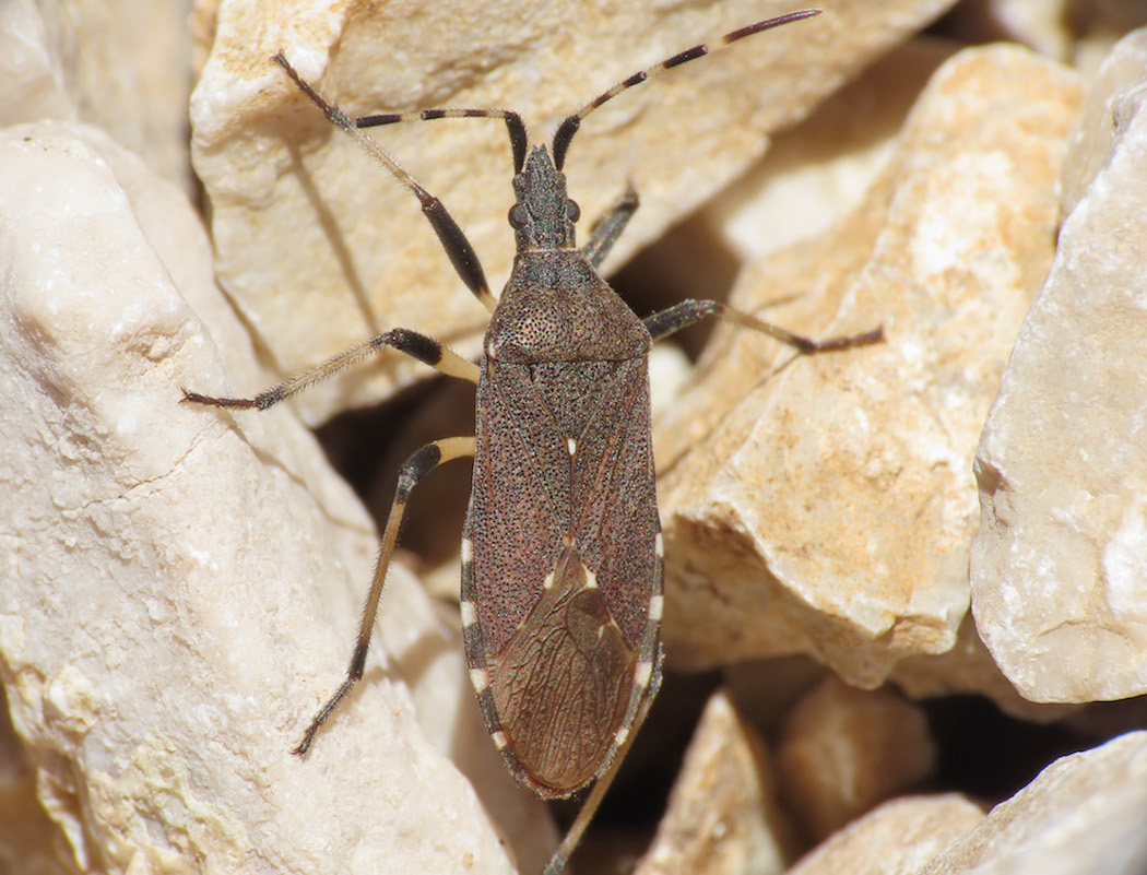 Dicranocephalus? da identificare