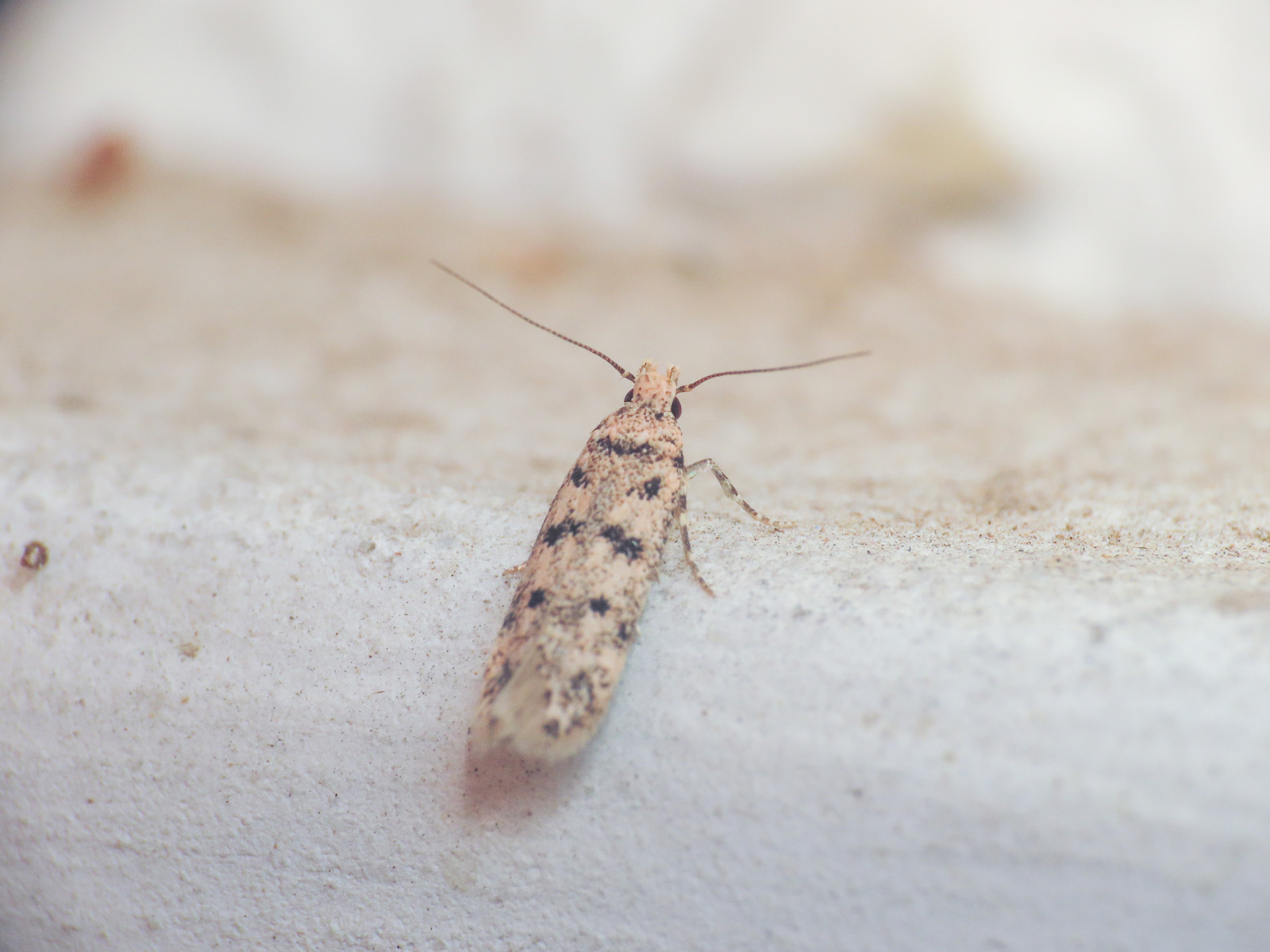 Gelechiidae: Bryotropha domestica