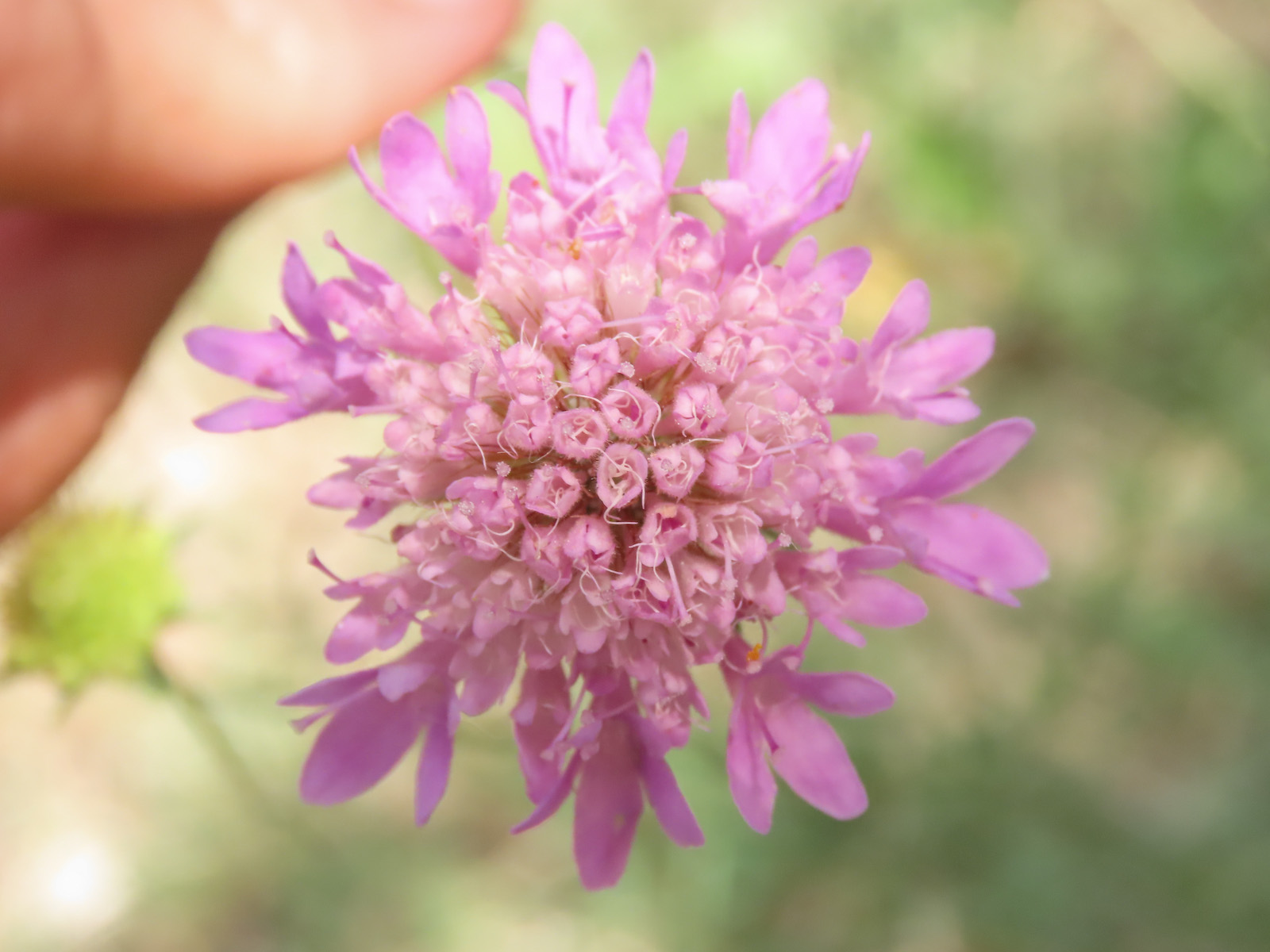 Sixalix atropurpurea / Vedovina marittima