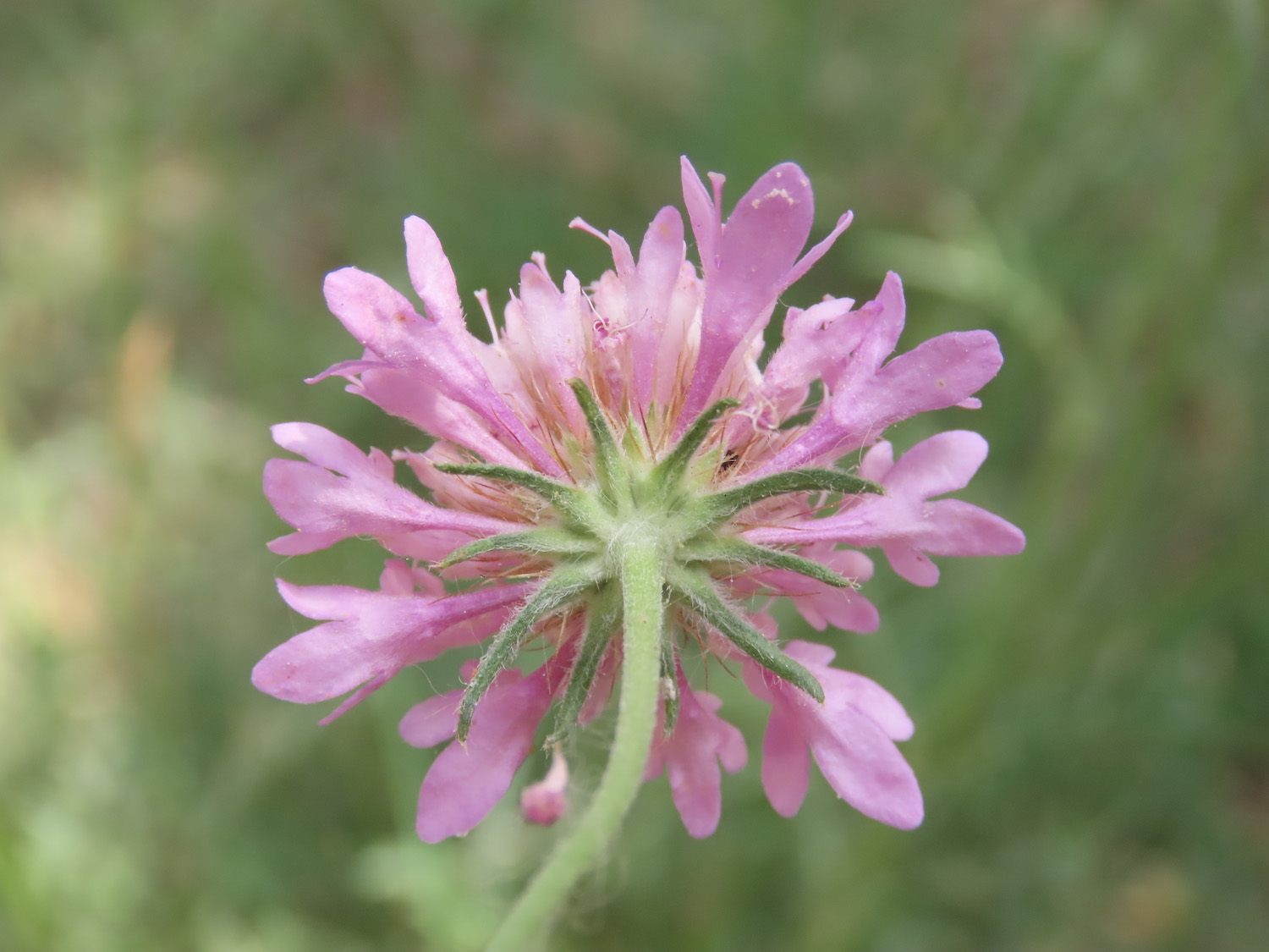 Sixalix atropurpurea / Vedovina marittima