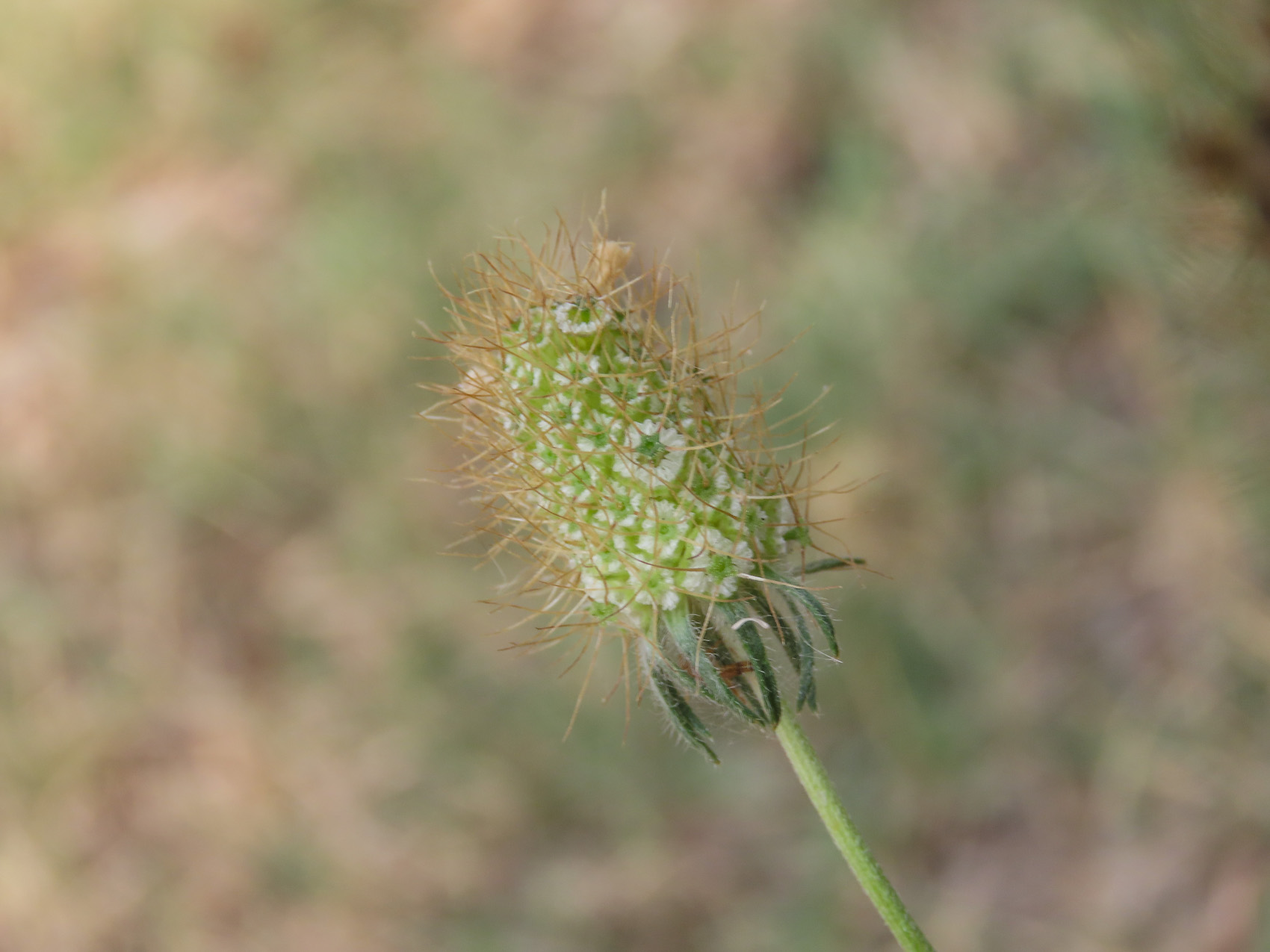 Sixalix atropurpurea / Vedovina marittima