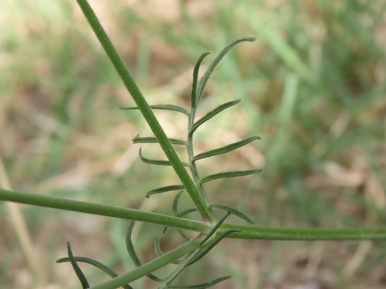 Sixalix atropurpurea / Vedovina marittima