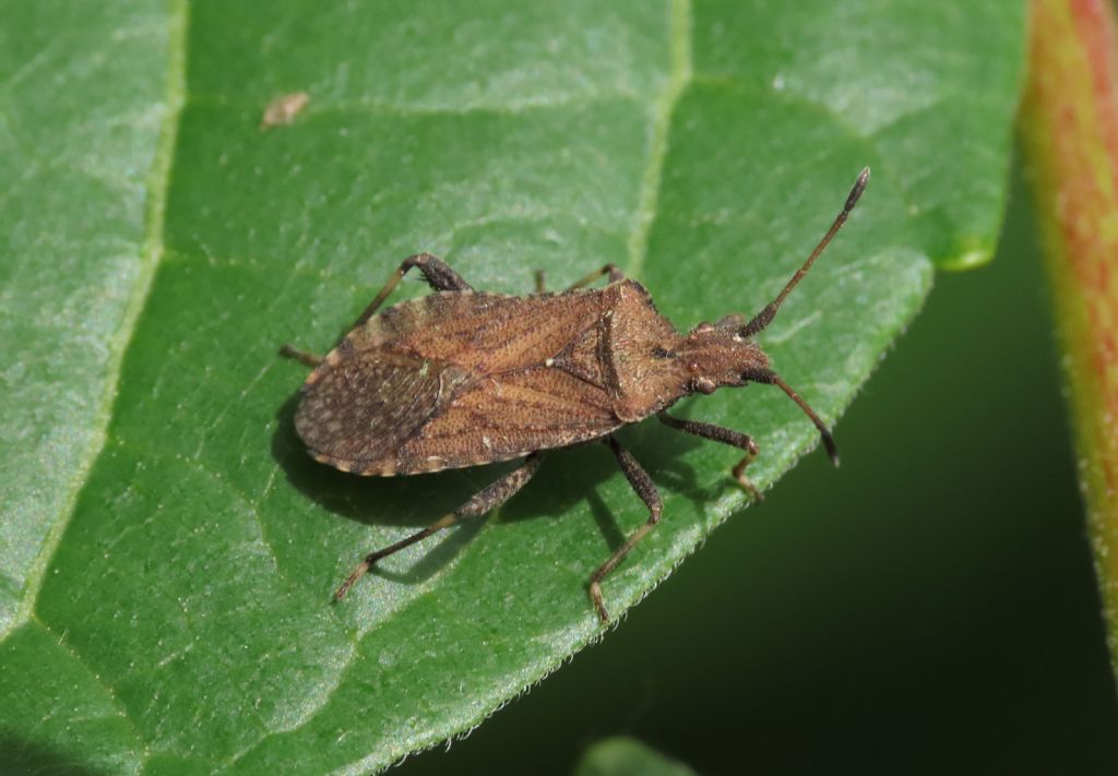 Coreidae: Anoplocerus luteus