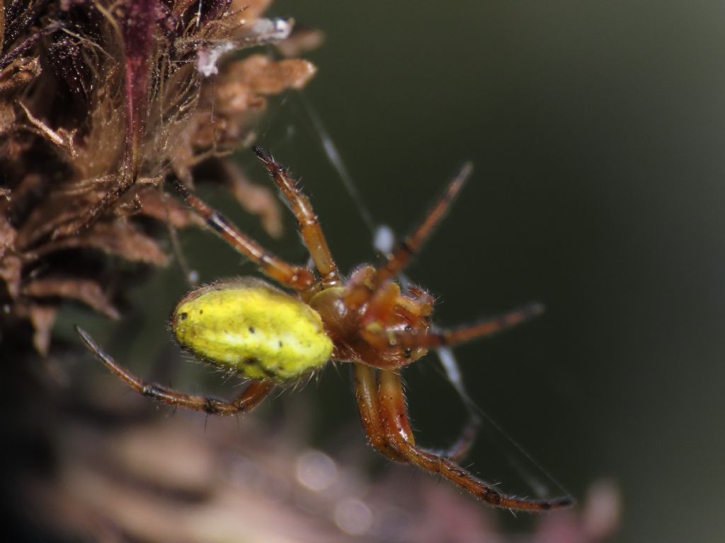 Araniella alpica?  S, Stavel (TN)