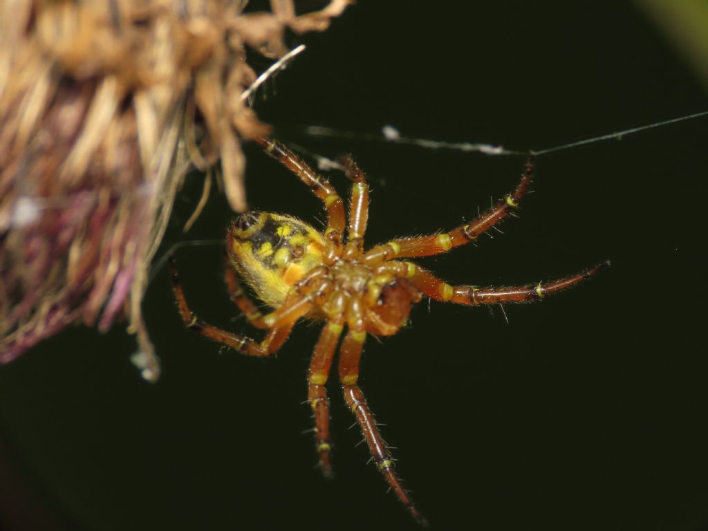 Araniella alpica?  S, Stavel (TN)