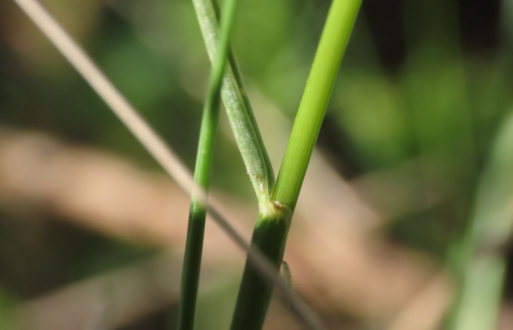 Poaceae: Festuca sp. (cfr.)