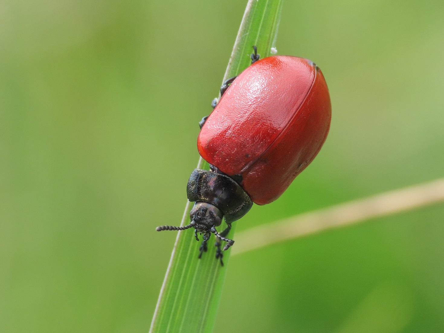 Chrysomela? S, Chrysomela populi