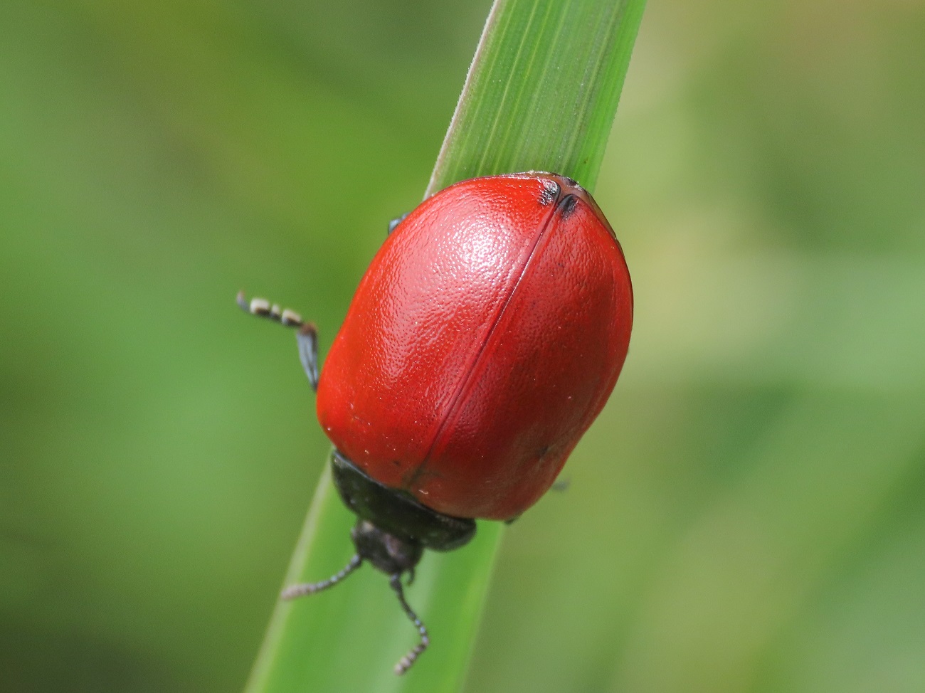 Chrysomela? S, Chrysomela populi