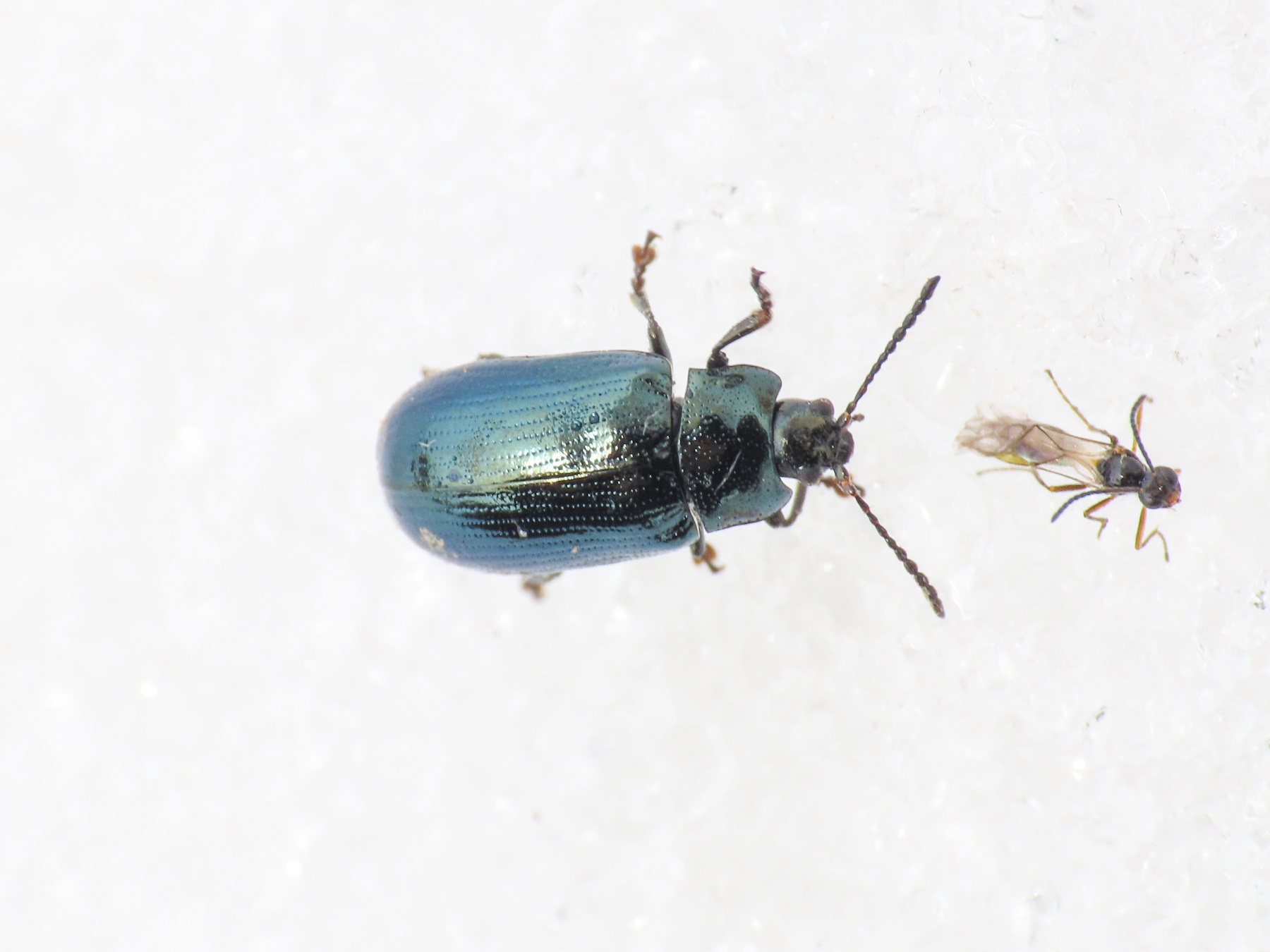Chrysomelidae: Phratora laticollis