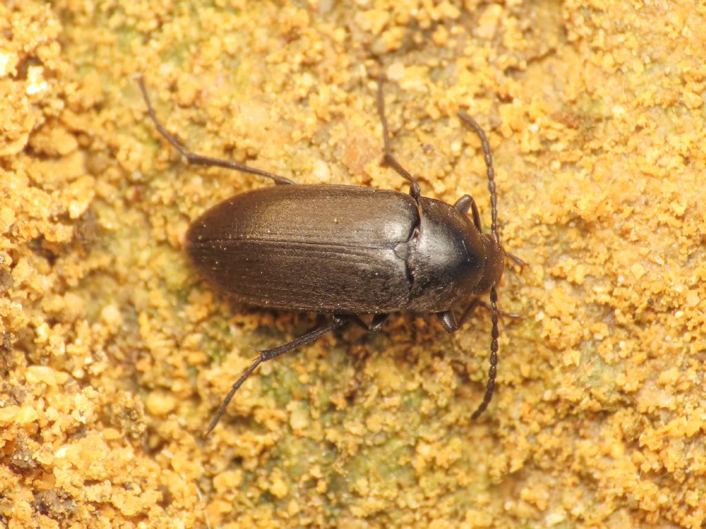 Tenebrionidae (Alleculinae): Podonta italica