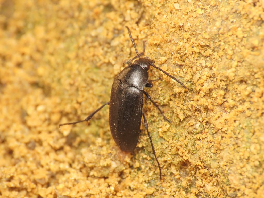 Tenebrionidae (Alleculinae): Podonta italica