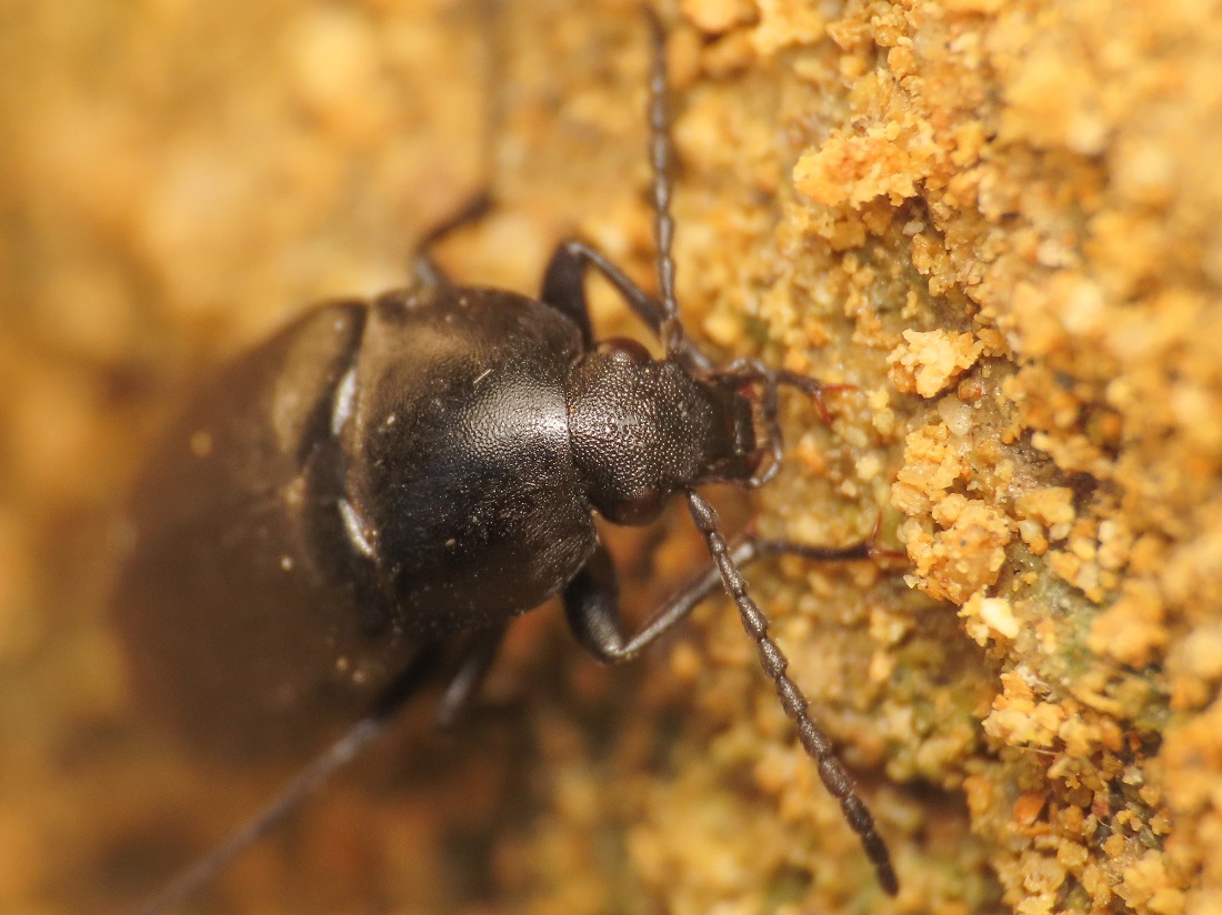 Tenebrionidae (Alleculinae): Podonta italica