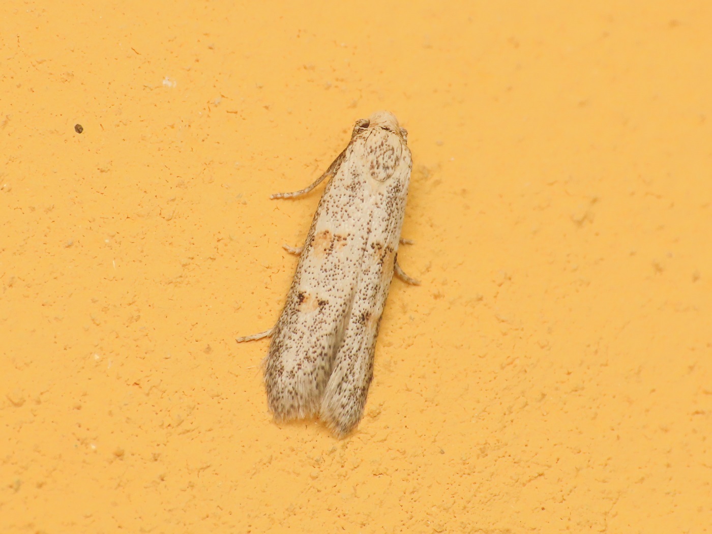 Symmocoides oxybiella - Autostichidae