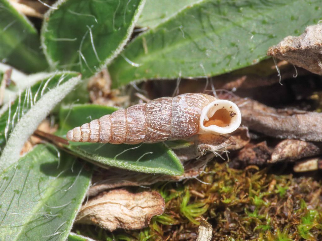 Dilataria boettgeriana (Paulucci, 1878) dal Monte Velino