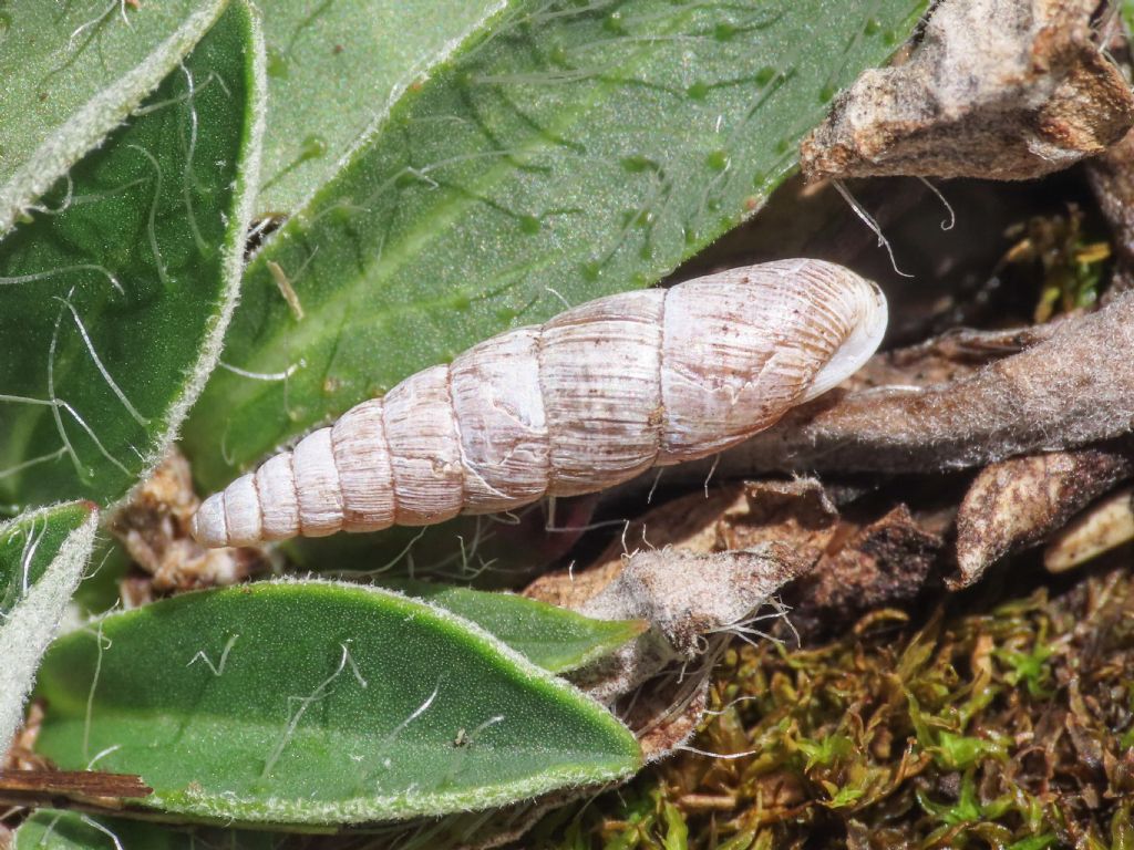 Dilataria boettgeriana (Paulucci, 1878) dal Monte Velino