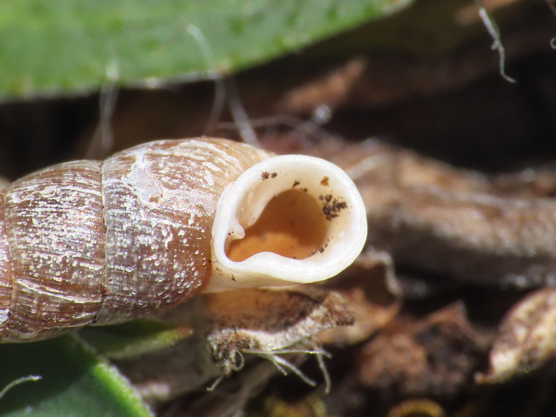 Dilataria boettgeriana (Paulucci, 1878) dal Monte Velino