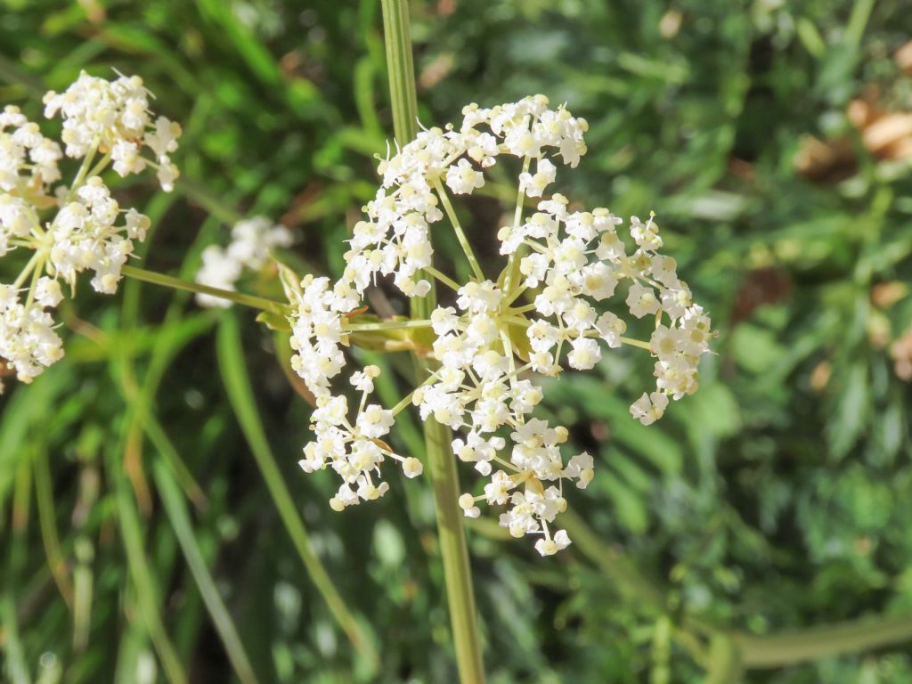 Apiaceae: Grafia golaka (???)