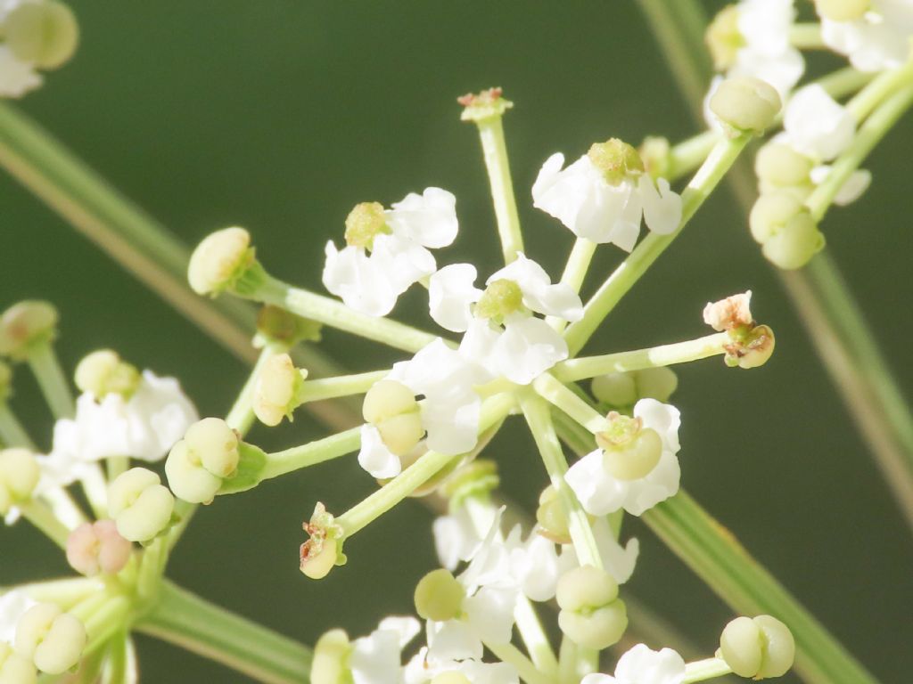 Apiaceae: Grafia golaka (???)