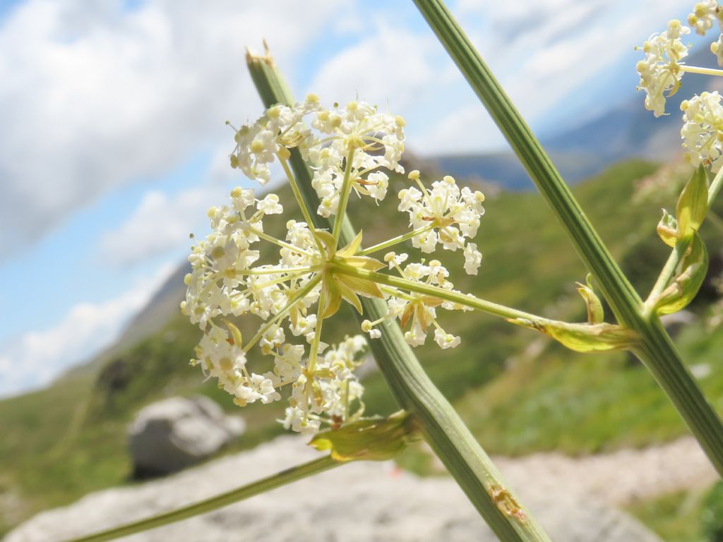 Apiaceae: Grafia golaka (???)