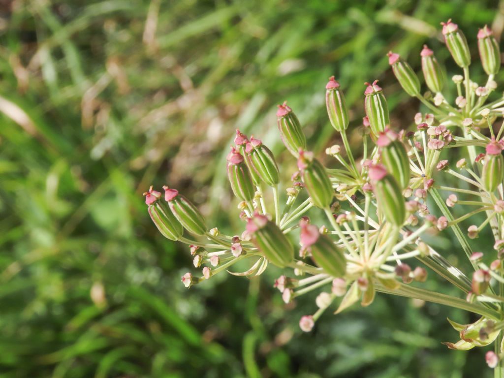 Apiaceae: Grafia golaka (???)