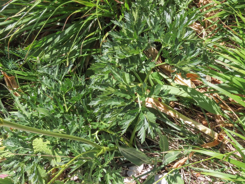 Apiaceae: Grafia golaka (???)