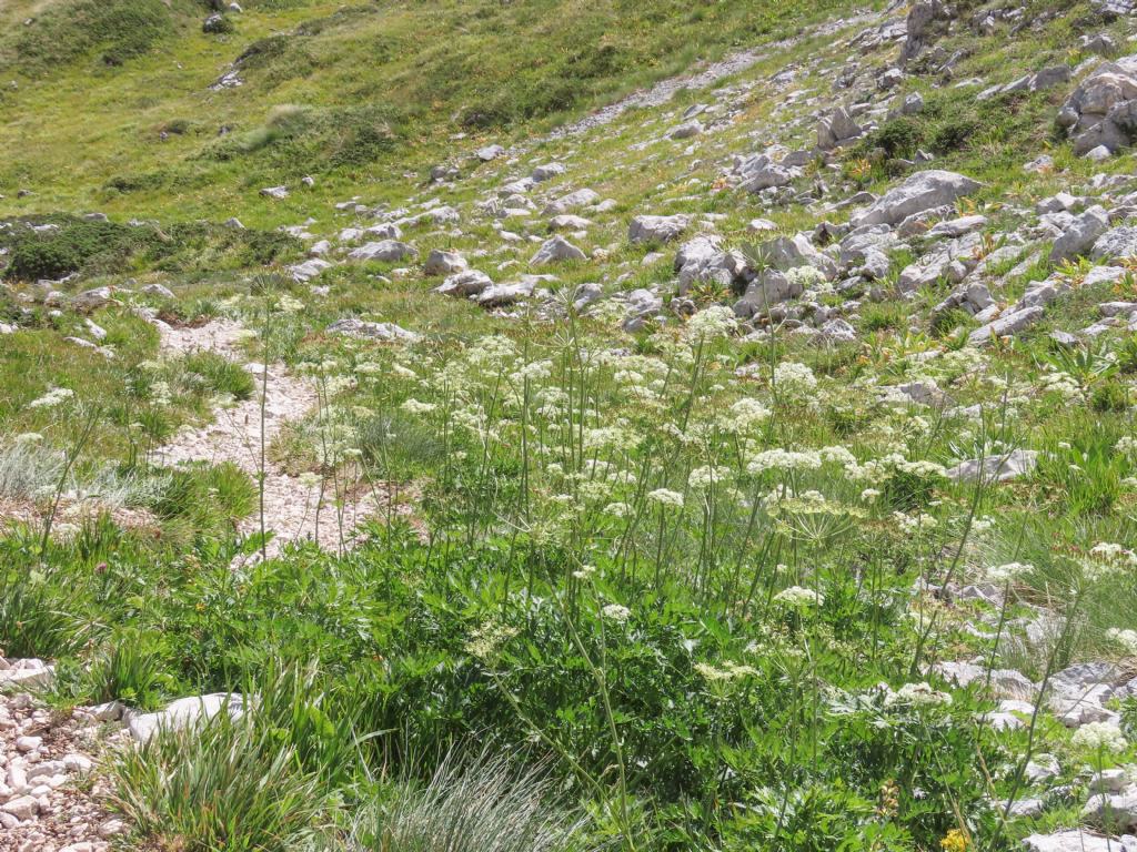 Apiaceae: Grafia golaka (???)