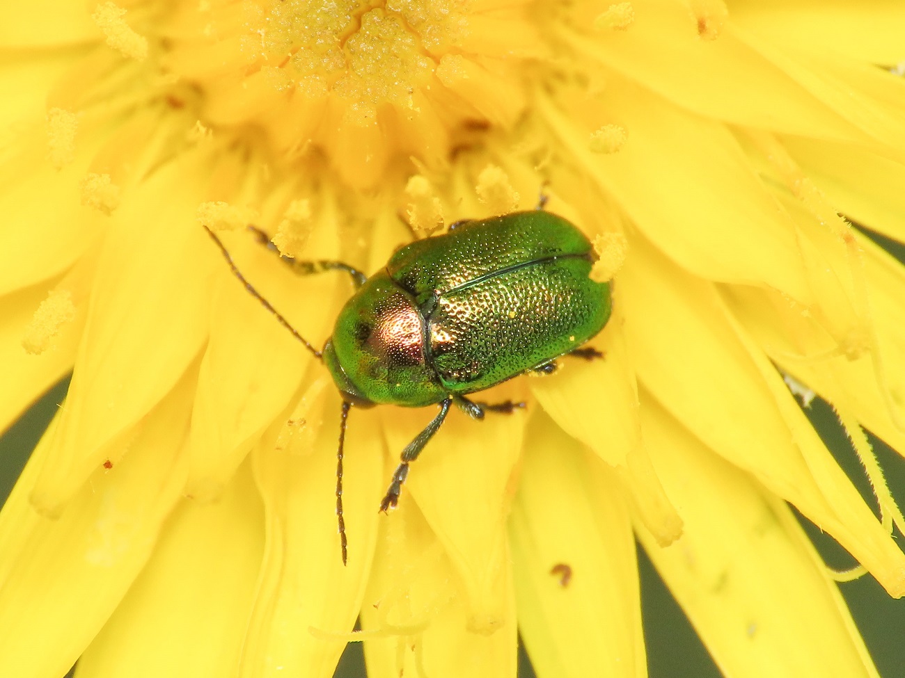 Chrysomelidae: Cryptocephalus transiens aut hypochaeridis