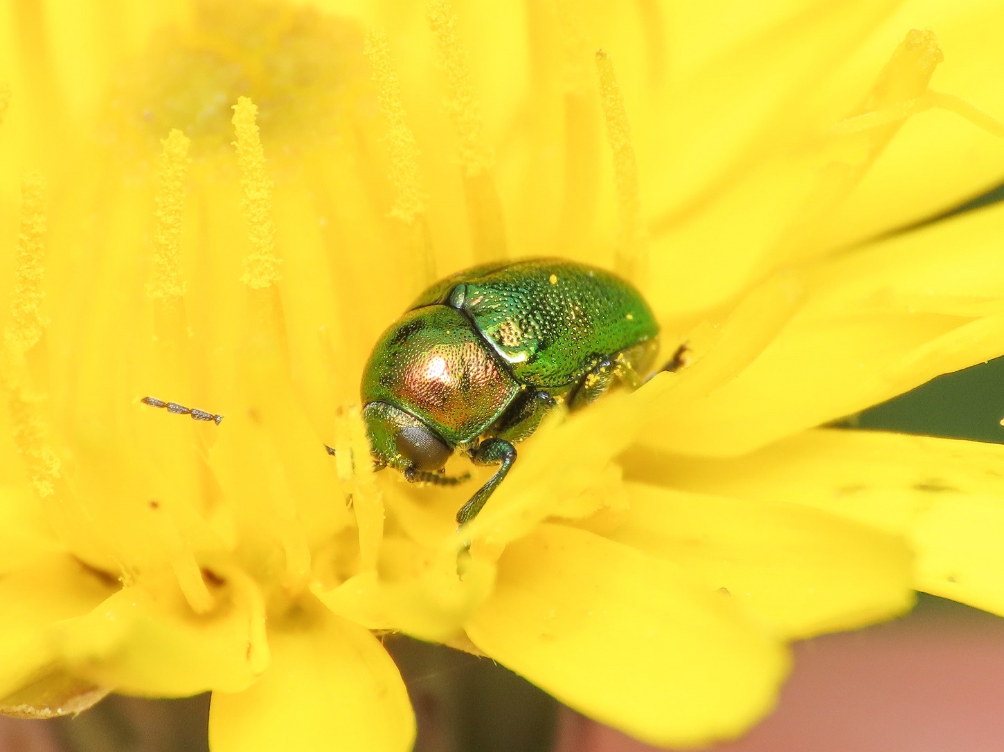 Chrysomelidae: Cryptocephalus transiens aut hypochaeridis