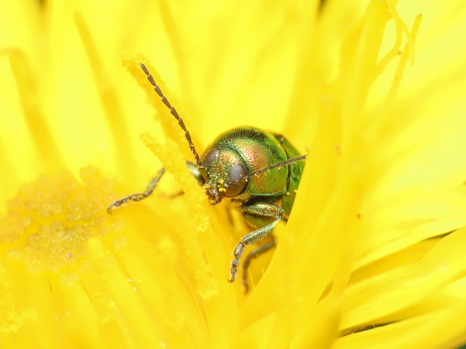 Chrysomelidae: Cryptocephalus transiens aut hypochaeridis