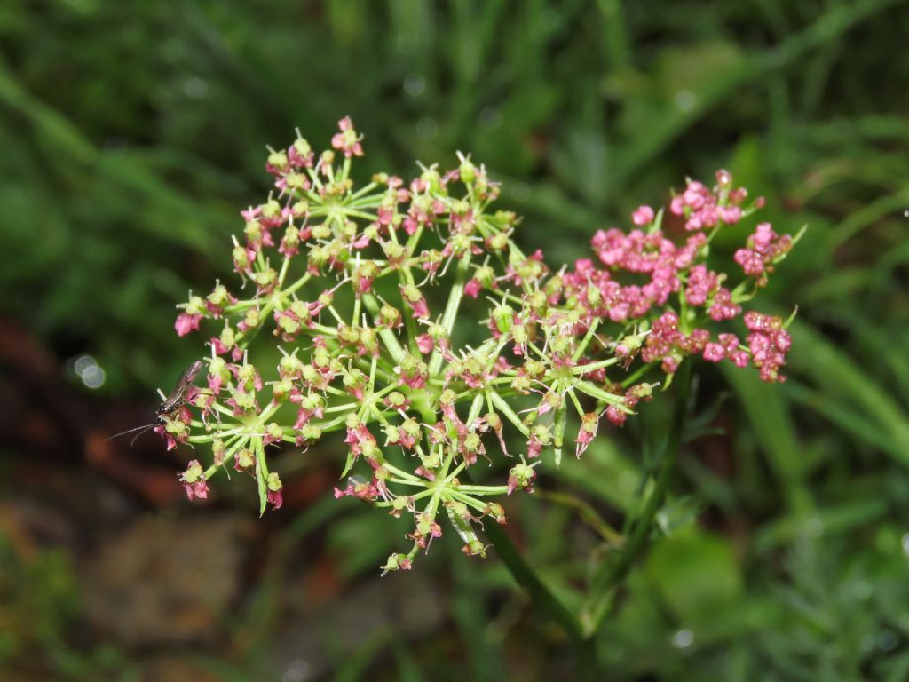 Mutellina adonidifolia / Motellina delle Alpi