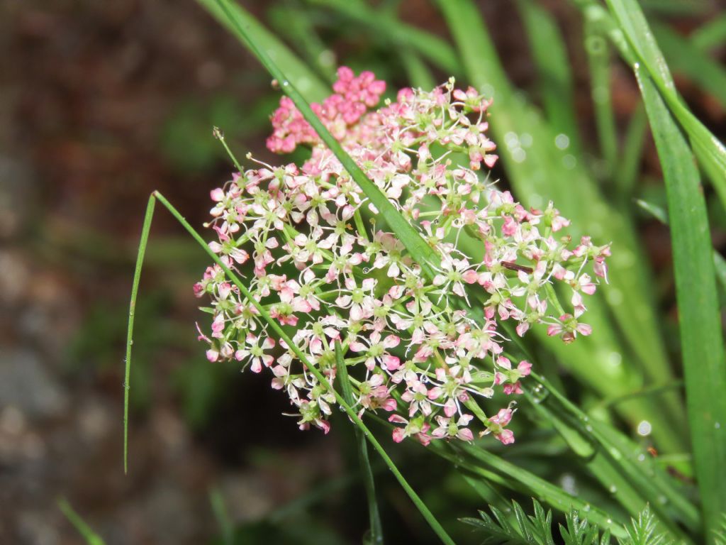 Mutellina adonidifolia / Motellina delle Alpi