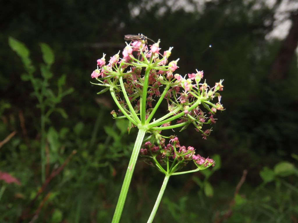 Mutellina adonidifolia / Motellina delle Alpi