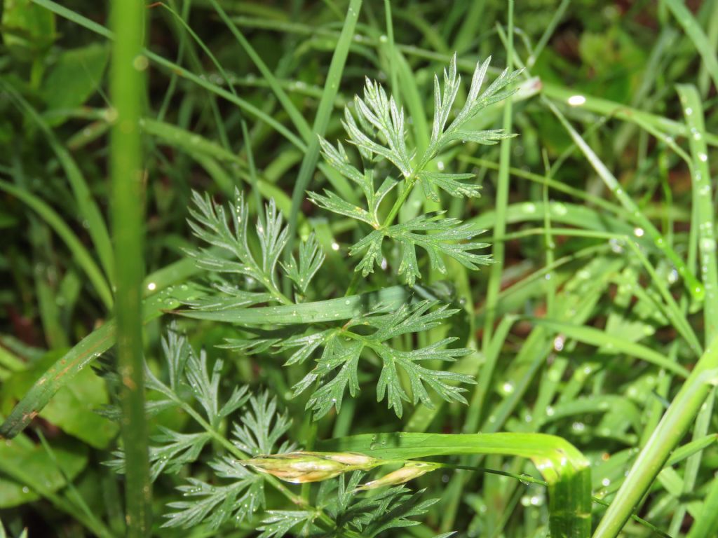 Mutellina adonidifolia / Motellina delle Alpi