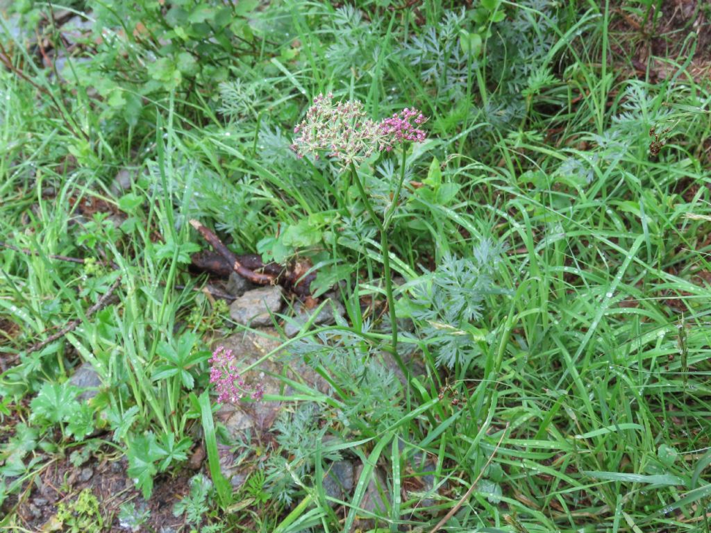 Mutellina adonidifolia / Motellina delle Alpi