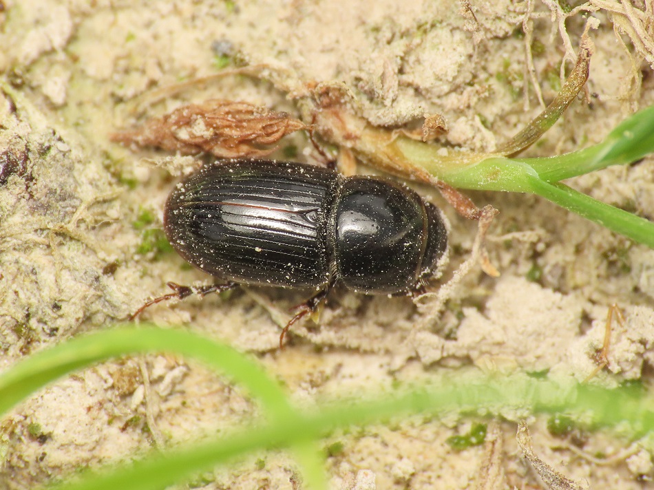 Aphodiidae: Calamosternus granarius