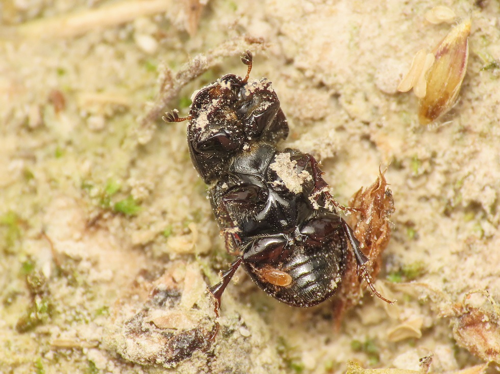 Aphodiidae: Calamosternus granarius