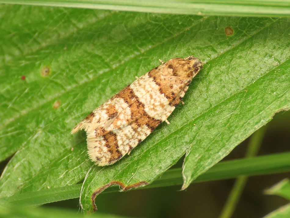 Tortricidae: Isotrias rectifasciana