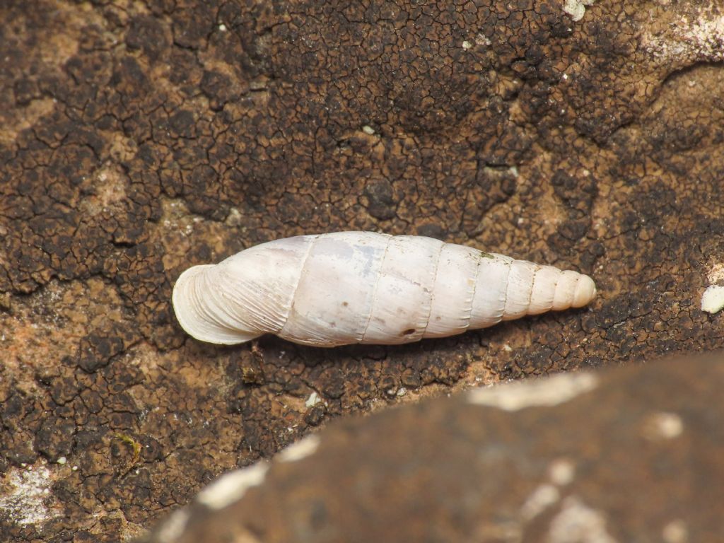 Papillifera papillaris?