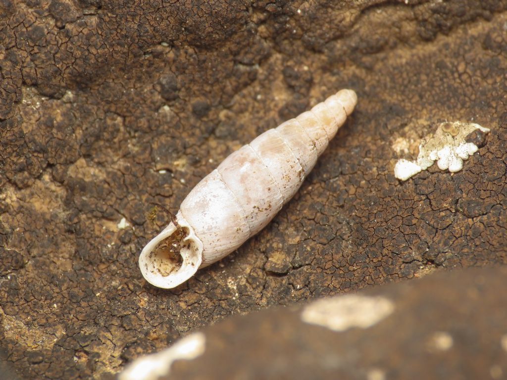 Papillifera papillaris?