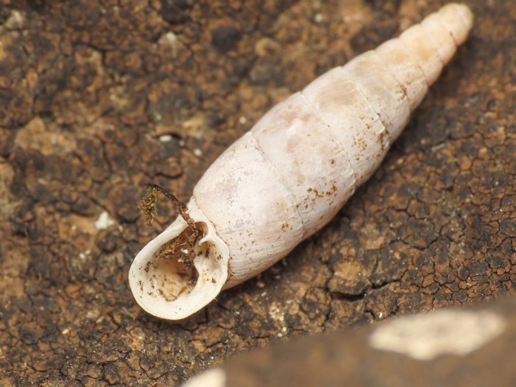 Papillifera papillaris?