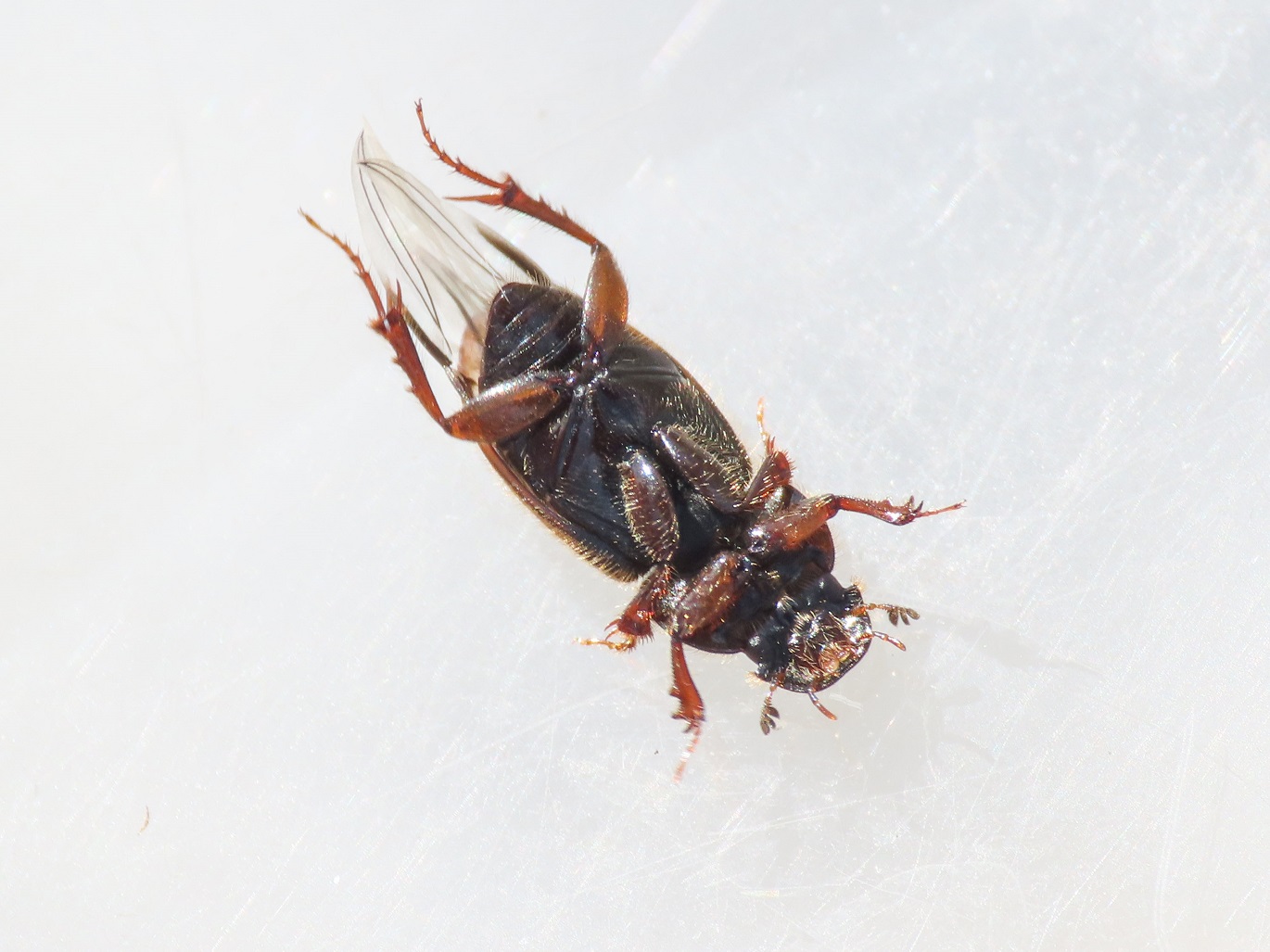 Aphodiidae: Euheptaulacus carinatus? S, ssp. brutius.