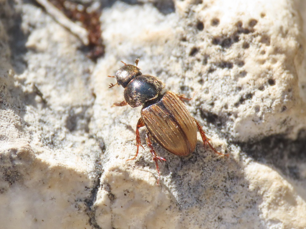 Aphodiidae: Euheptaulacus carinatus? S, ssp. brutius.