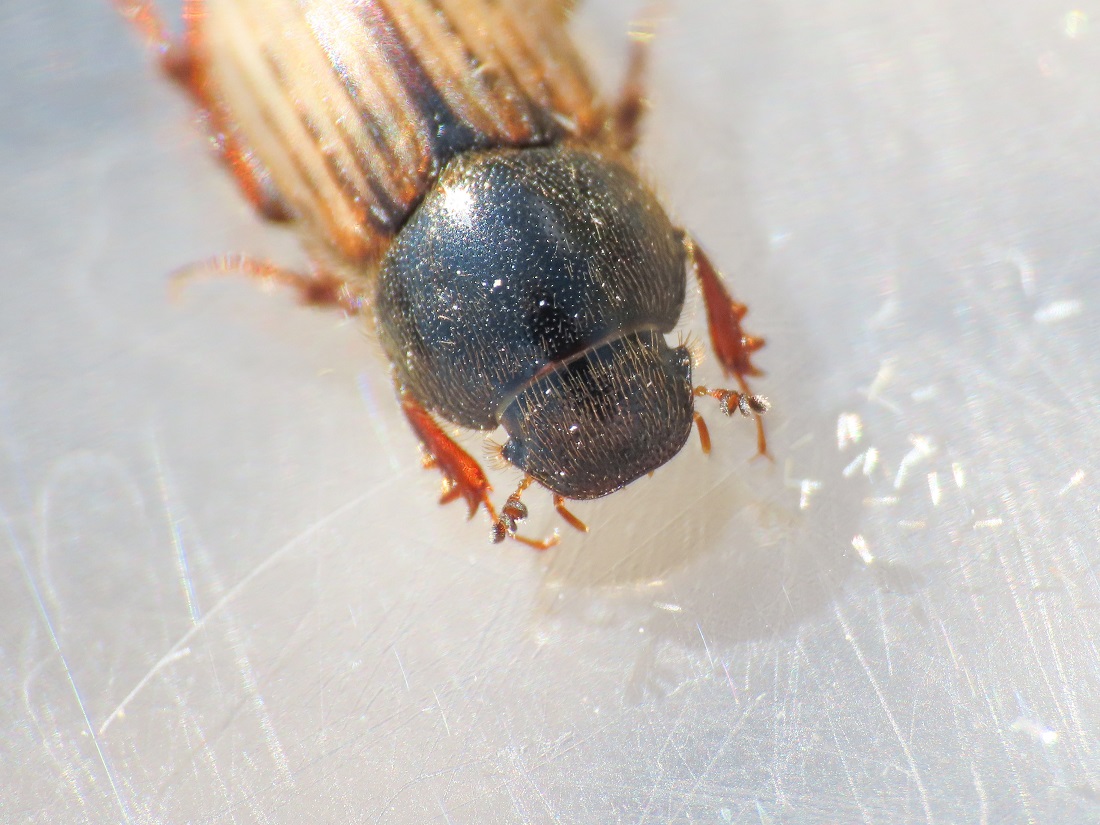 Aphodiidae: Euheptaulacus carinatus? S, ssp. brutius.